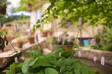 There are beautiful cottage garden flowers in the banks of the garden.