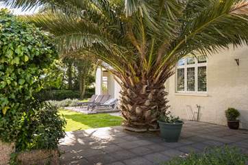 There is an amazing palm in the garden.