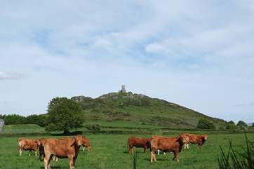 The little church on top of the Tor with grazing cattle in the fields below.