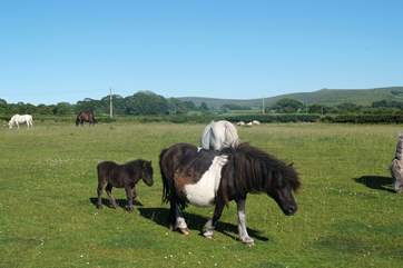 Moorland ponies and their foals.