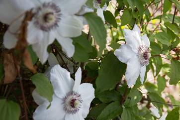Passion flowers in the garden.