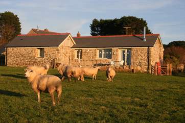 Bolankan Barn overlooks fields where grazing sheep and sometimes bouncing lambs are your neighbours!