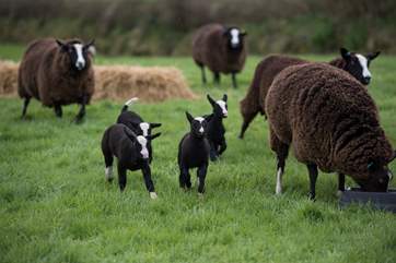The Owners have a smallholding with sheep and chickens.