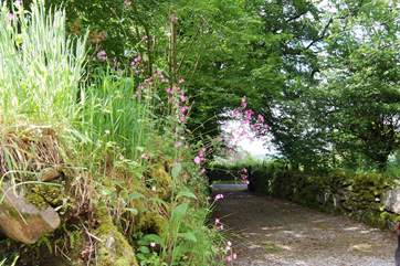 The driveway from the road up to the cottage.