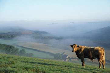 The Lynher Valley above Pillaton