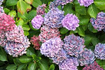 Colourful hydrangeas line the driveway.