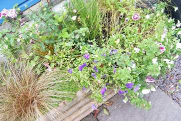 Planters filled with pretty plants.
