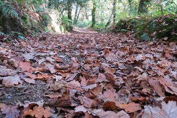 The woodland walks are just as stunning in the autumn!