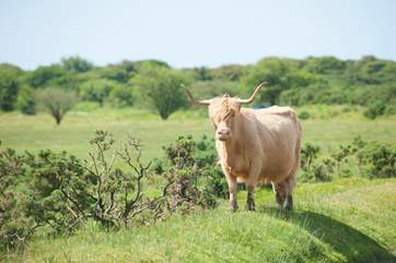 You are sure to see moorland cattle, sheep or horses whilst travelling around the area