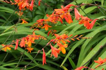Summer colour in the garden.
