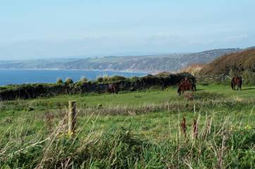 The views from nearby Rame Head.