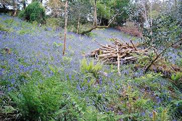 Walking from the cottage you will come across some wonderful sights throughout the year.