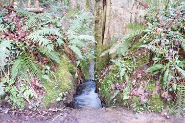 A few minutes down the lane from the cottage is the path leading toTremayne Quay through the woods, Just look out for this mini waterfall on the way and take the next gate on your right.