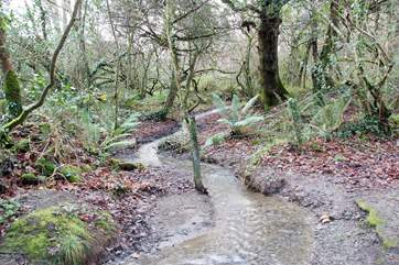 A pretty stream runs through the woods.