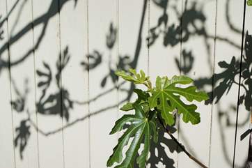 Relax in this tranquil cottage and the beautiful gardens next to it.