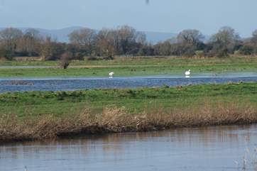 The Somerset Levels are perfect for watching wildlife. There are several nearby RSPB reserves just a short distance from the barn