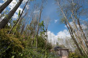 Owl's woodland setting.