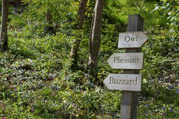 Owl is furthest away from the parking-area, on the lower level.