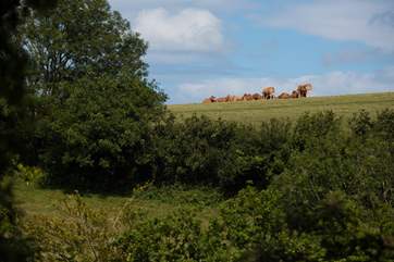 Cows basking in the sunshine the other side of the valley.