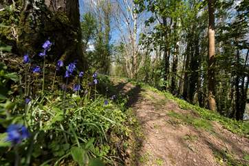 There is a lovely path for you to explore behind the yurts.