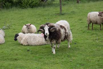 You really are surrounded by the sights and sounds of the Dorset countryside.