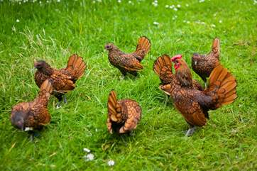 The Owners have a fantastic collection of poultry.