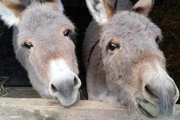 The Owners' donkeys are simply adorable.