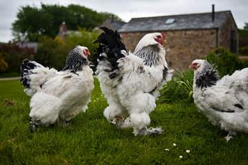 They are a delight to see.