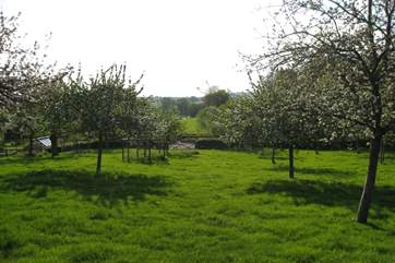 This lovely orchard is just behind the Hayloft - there are sometimes sheep grazing here. Such a traditional sight.