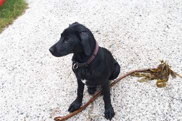 A small well behaved dog is welcome at 1 North Parade (not Dougie in the picture, who is a somewhat naughty Labrador puppy!).
