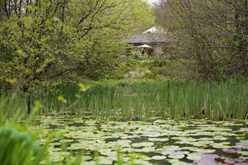Looking towards Ashley's Shack from the other side of the lake.