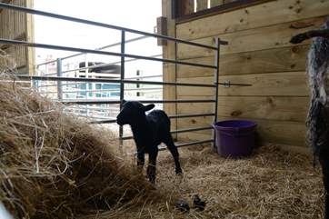 This little lamb was born just two hours before the photograph was taken.