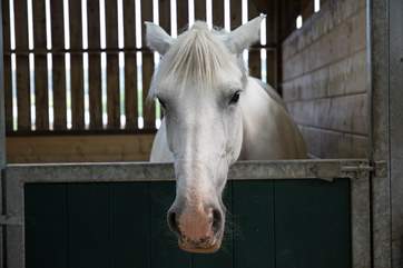 One of the beautiful horses on the farm.