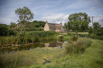 Across the lane the pond has a variety of visitors from summer dragonfly to the owners' Gotland sheep.