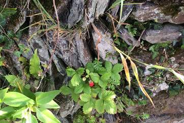 Little Alpine strawberries grow in the sheltered garden.