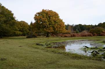 The ancient woodlands of the New Forest once hunted by William the Conqueror. Today forest management is still supported by Verderers, Agisters and Commoners.