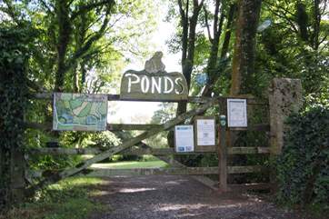 The Roskilly Ponds are just up from the ice cream parlour, a quiet place to wander in the shade around the ponds and through the trees.