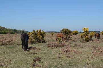 The New Forest is about 50 minutes away, perfect for a day trip, you can wander through the ancient woodland or hire bikes in Burley or Brockenhurst and explore miles of paths and tracks.