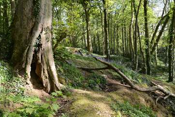 Nearby woodland offers beauty all year round.