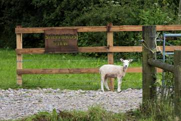 Where's the shepherd?