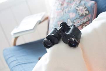Use these to spot dolphins.