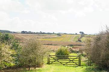 Nearby fields full of daffodils in spring.
