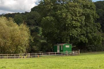Lady's Well Shepherd's Hut is in its own enclosed area to the side of a huge open field. You may have some inquisitive cows as neighbours!