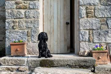 Your four-legged friends will simply love it here.