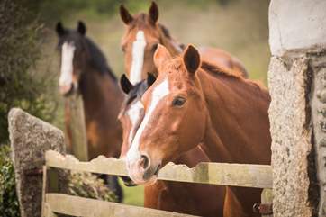 Meet Bryher, Cody, Bryn and Chester.