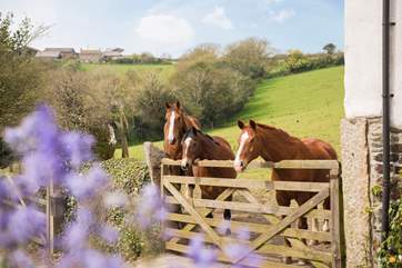 Your 'neigh' bours on one side are the Owner's horses who are sometimes in the field next door.