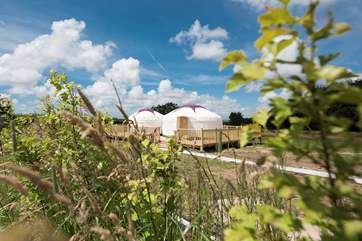 The meadow is still maturing from the recent installation (June 2016) so there are areas of ground that is bare earth as the grass has not come through yet.