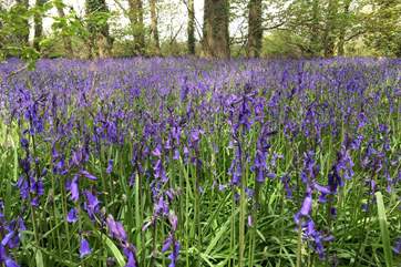 The pretty bluebells at nearby Godolphin House and woods.