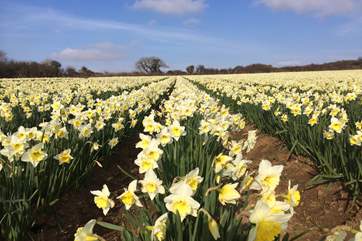 Daffodils flower early in the fields at Trescowe.