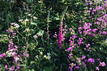 Hedgerow flowers growing in the lanes around Trescowe.